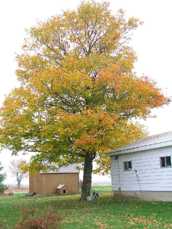 Fall Maple