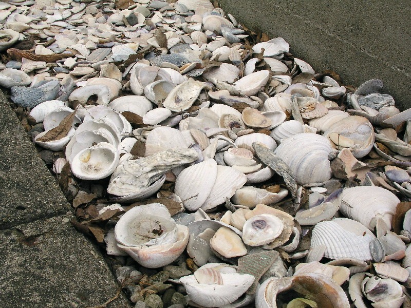 Transplanted Sea Shells