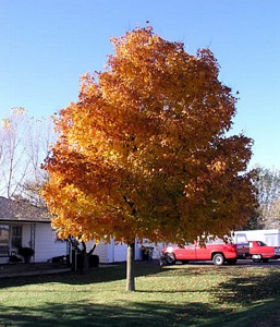Front yard Maple