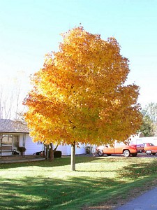 Front Yard Maple