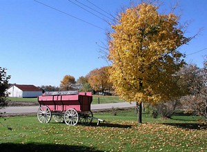 Red Wagon and Yellow Maple