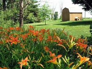Day Lilies and Barn
