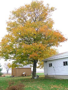 Maple in November