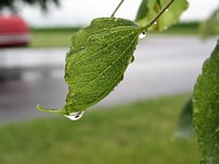 Leaf with Raindrop