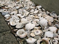 Sea Shell garden