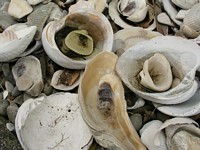 Sea shell garden