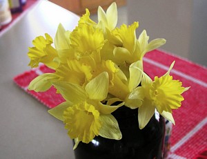 My First Daffodils