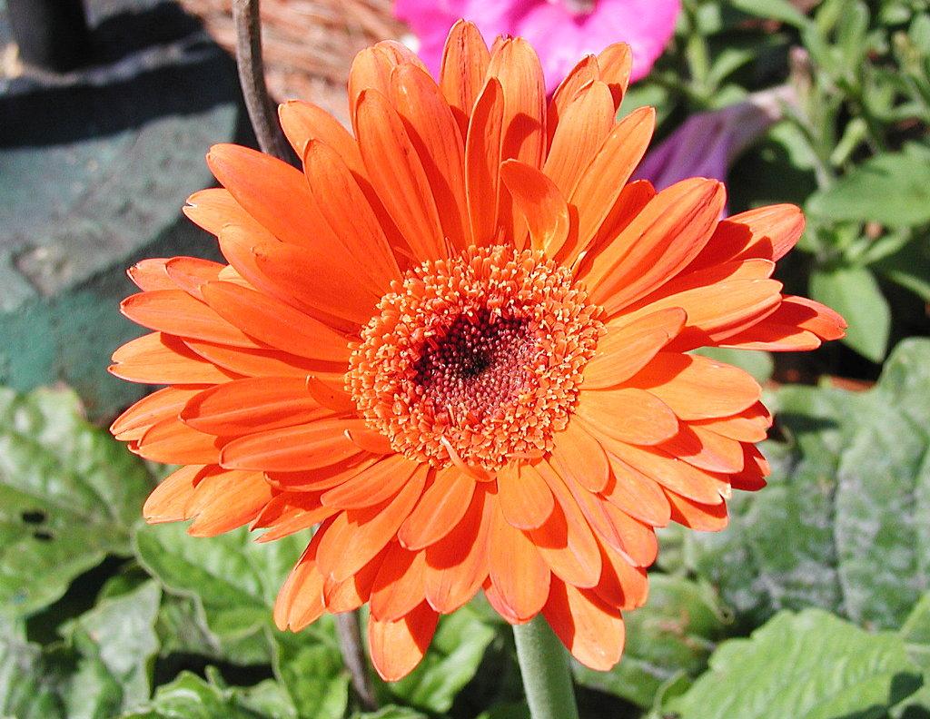 big orange flower
