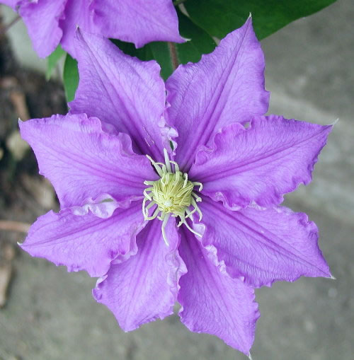 Clematis newly opened