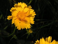 Yellow Coreopsis