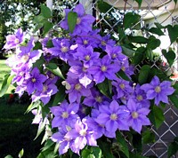 Clematis Bush with many blooms