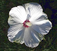 White Hibiscus in Morning