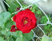 A red red rose