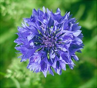 blue wildflower