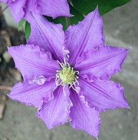 newly opned clematis