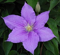 clematis at dusk