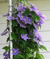 Clematis Bush Side View