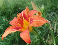 day lily nature's fireworks