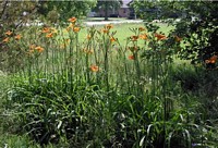 Stand of Day Lilies