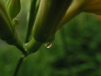 Raindrops on Day Lilies