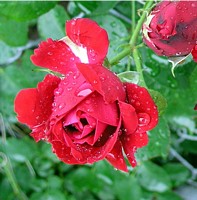 Rainy Red Rose