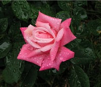 Raindrops on Pink Rose
