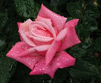 Rain Drops on Pink Rose