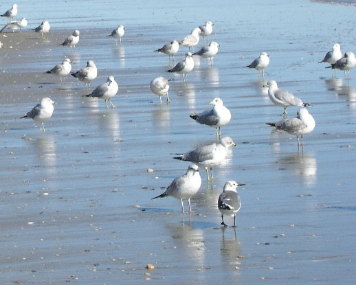 Myrtle Beach Sea Gulls