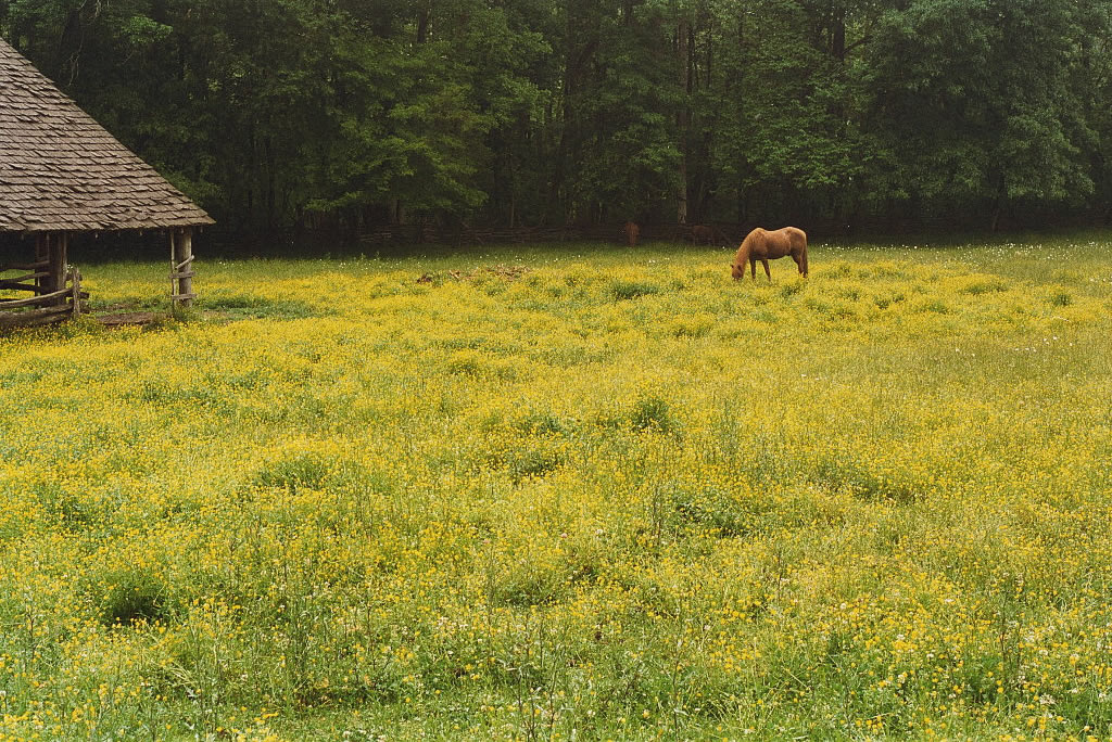 Horse in Tennessee Field