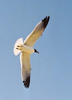 Sea Gull Overhead