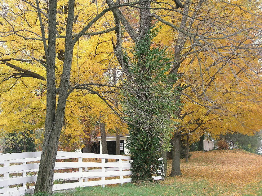 Changing Trees and Picket Fence