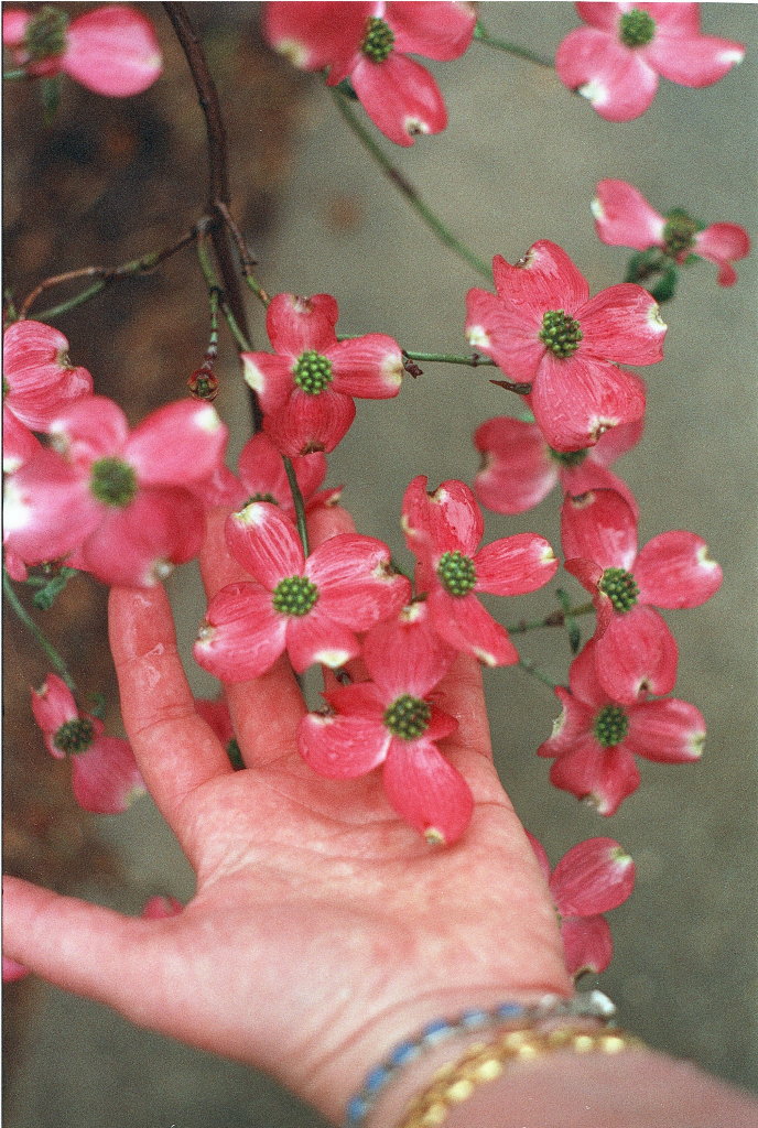 Pink Purdue Dogwood Tree