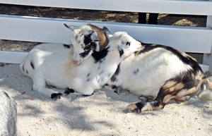 Goats at Columbian Park