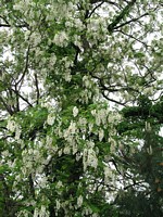 Locust Tree in Bloom