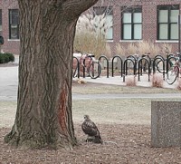 hawk and campus squirrel