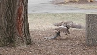 hawk and campus squirrel