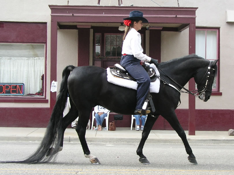 Arabian Horse (I think) and Rider