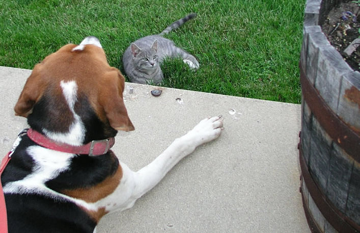 cat and coon hound