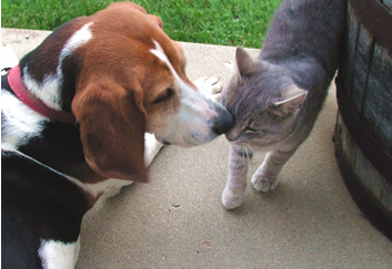 cat and coon hound  rubbing noses