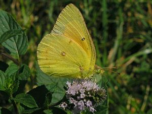 Green-eyed yellow butterfly