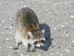 Raccoon on the beach