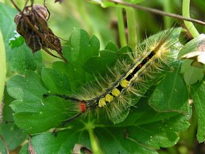 Caterpillar in Geraniums
