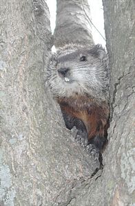 Groundhog up my maple tree