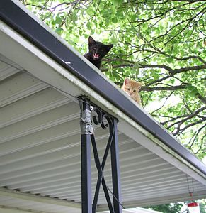 Kittens on Porch Roof
