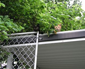 Kittens on Porch Roof