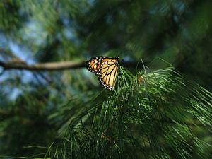 Monarch Butterfly at rest