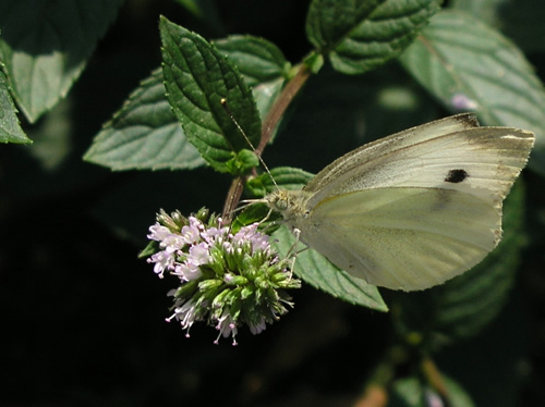 Cream Butterfly with Polkadot