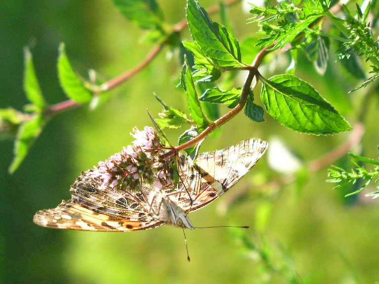 Upside Down Butterfly