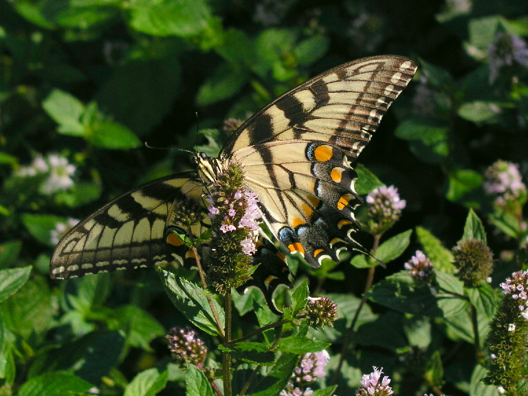 Swallow Tail Butterfly