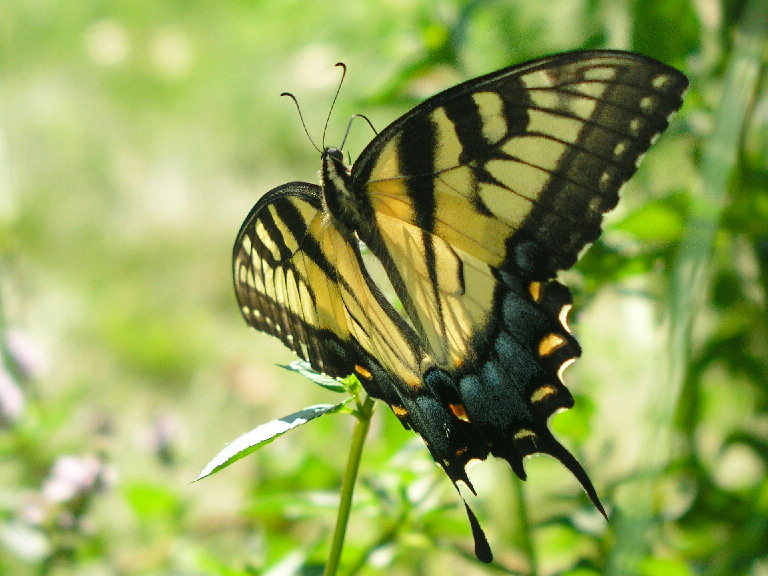 Swallow Tail Buttefly